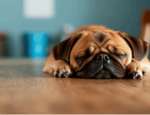 The curious world of animal sleep